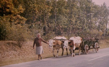 Ici, les boeufs tirent les chariots